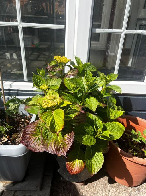  — Flower Plant - Hydrangea