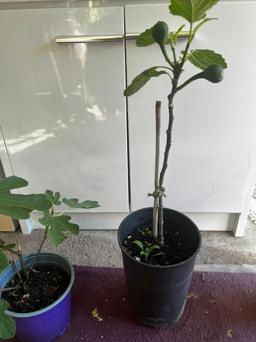  — Fig Plant