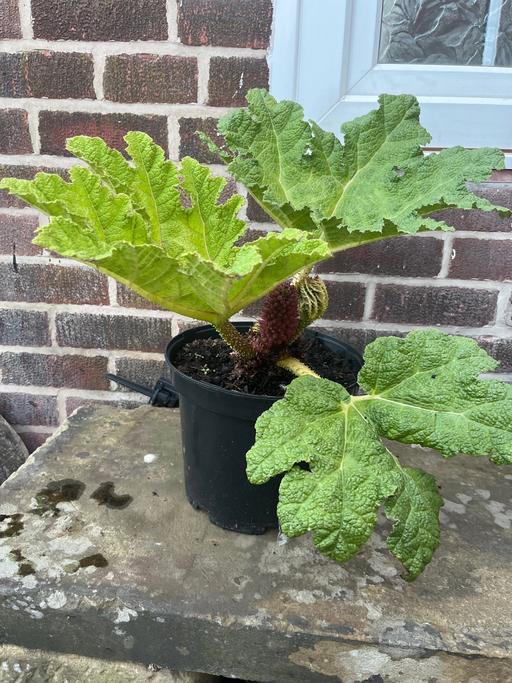  — Gunnera manicata in 10 litre pots
