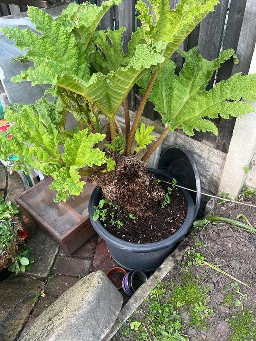  — Massive gunnera manicata