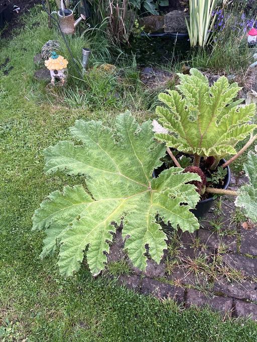  — Large Gunnera manicata in 20 litre pot