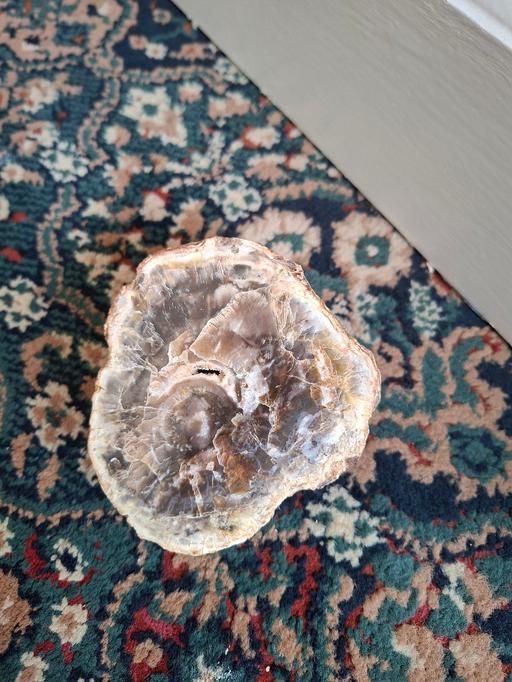  — Petrified Wood