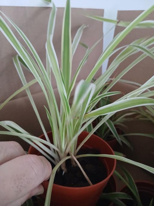  — spider plant £2 a plant