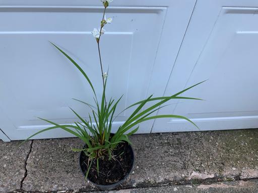  — Libertiea grass