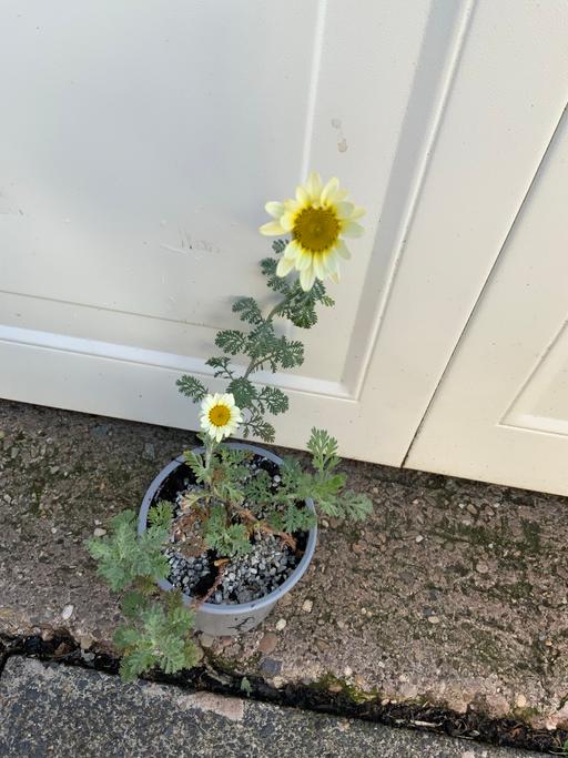  — Perennial Anthemis