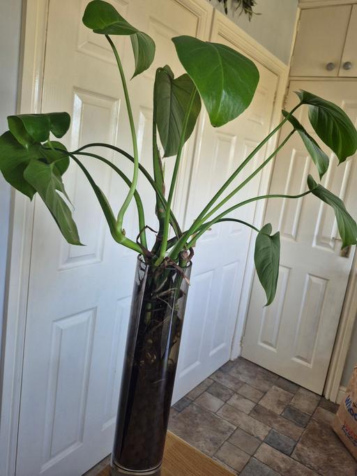  — Cheese Plant Grown In Vase With Lecca