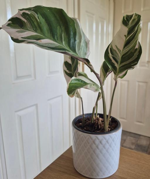  — RESCUE Calathea 'White Fusion' Indoor Plant