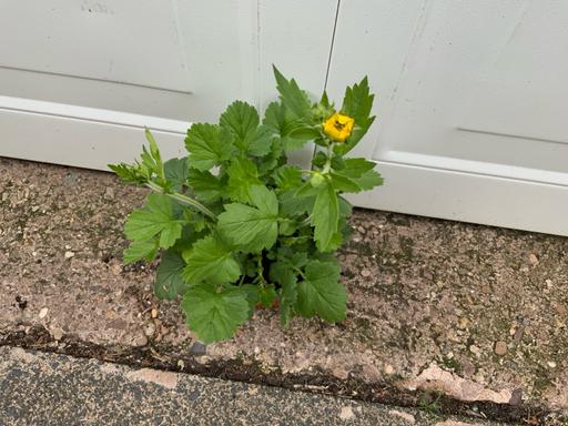  — Geum Lady Stratheden