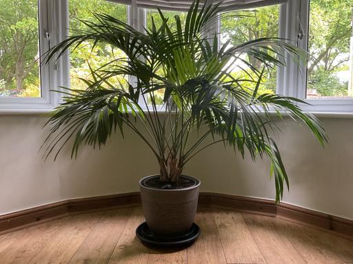  — Large Kentia Palm