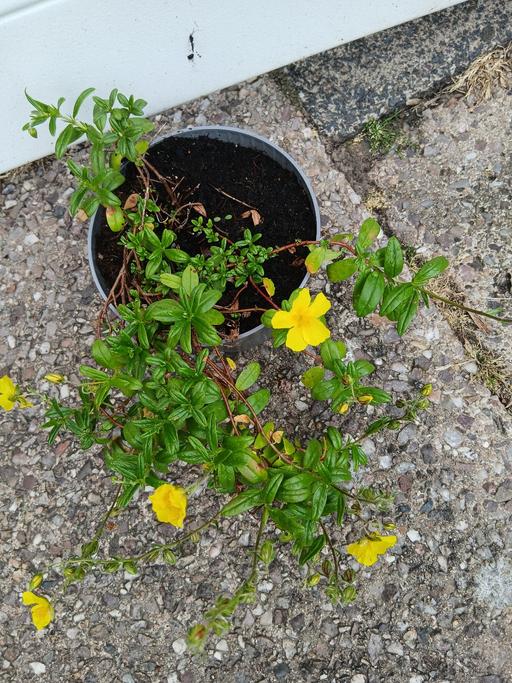  — Alpine  common rock rose