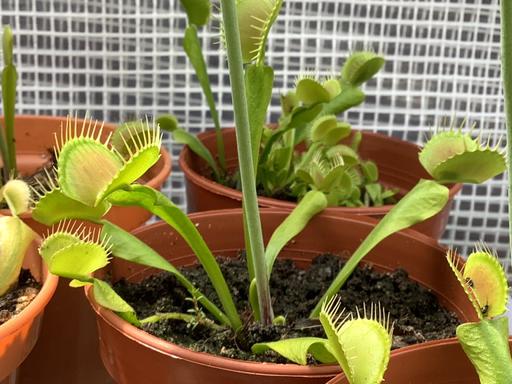  — Carniverous Venus Flytrap Potted Plant