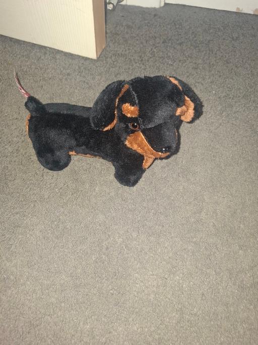  — dog teddy