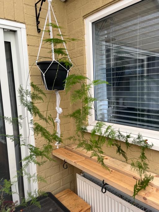  — Asparagus fern