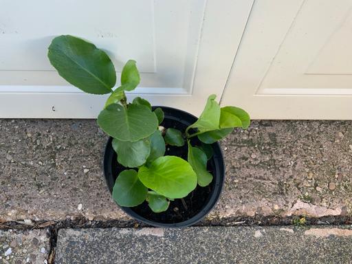  — Bergenia cordifolia