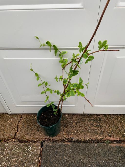  — Lonicera Japonica Harlequin
