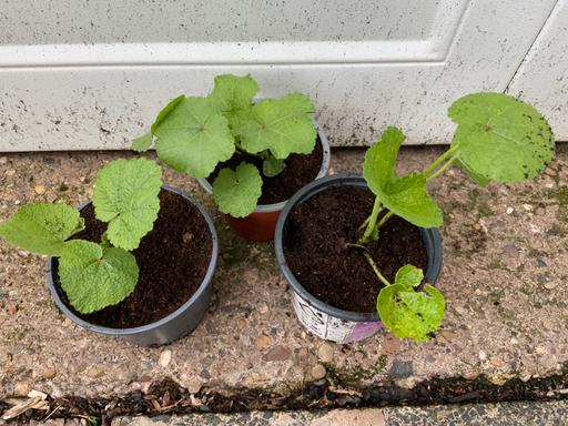  — Hollyhocks