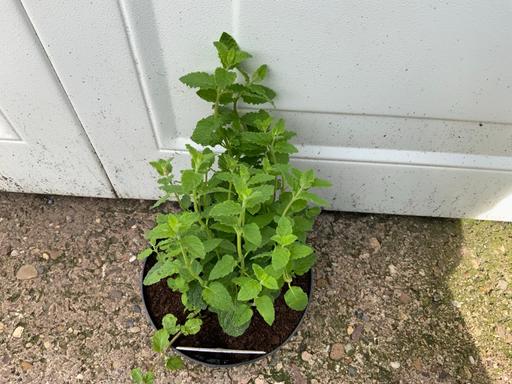  — Mint Strawberry