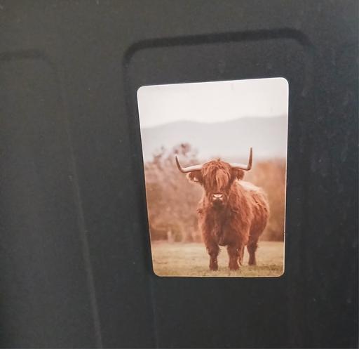  — Highland Cow Magnet New
