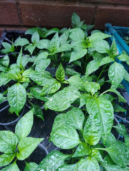  — 🌶️🌶️ Cayenne pepper £1 or 3 for £2🌶️🌶️