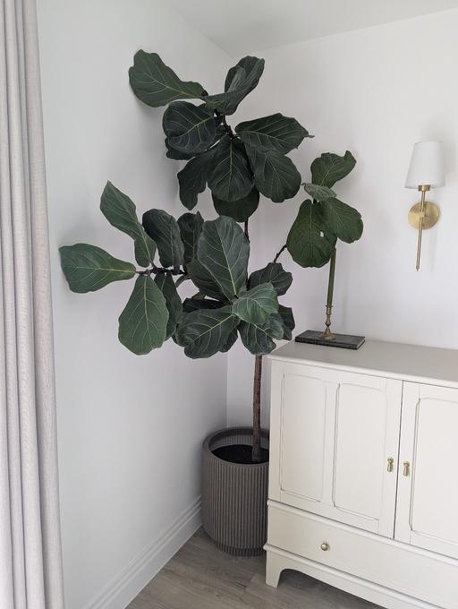  — Large mature fiddle leaf fig tree