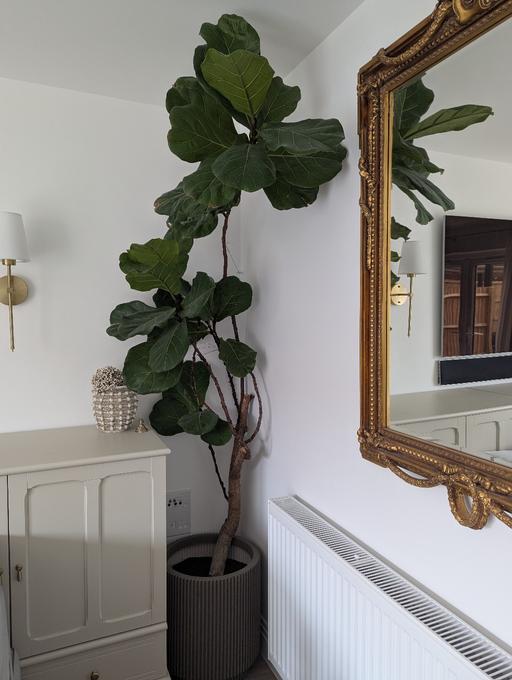  — Large mature fiddle leaf fig tree