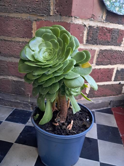  — HOUSE PLANT