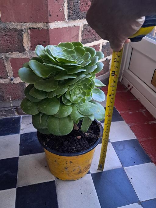  — HOUSE PLANT
