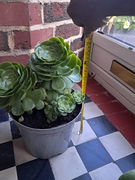  — HOUSE PLANT