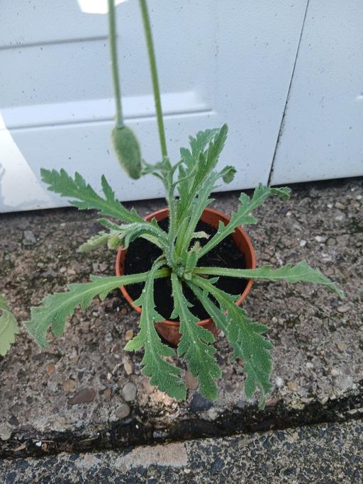  — Papaver Corn poppy