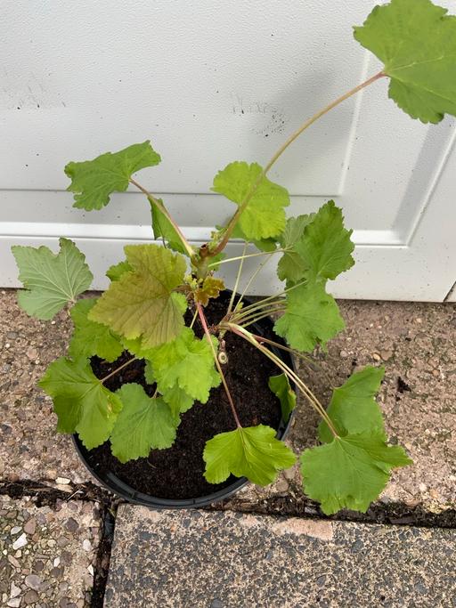  — Fruit Currant Blanka
