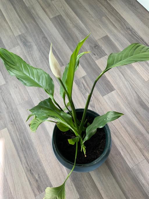  — Houseplant Peace Lily