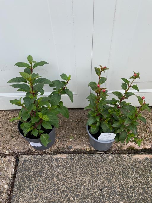  — Hardy Bush Fuchsias
