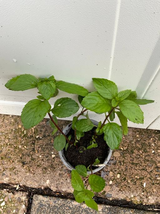  — Herb Red Mint