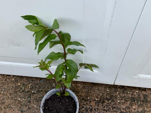  — Herb Lime Mint