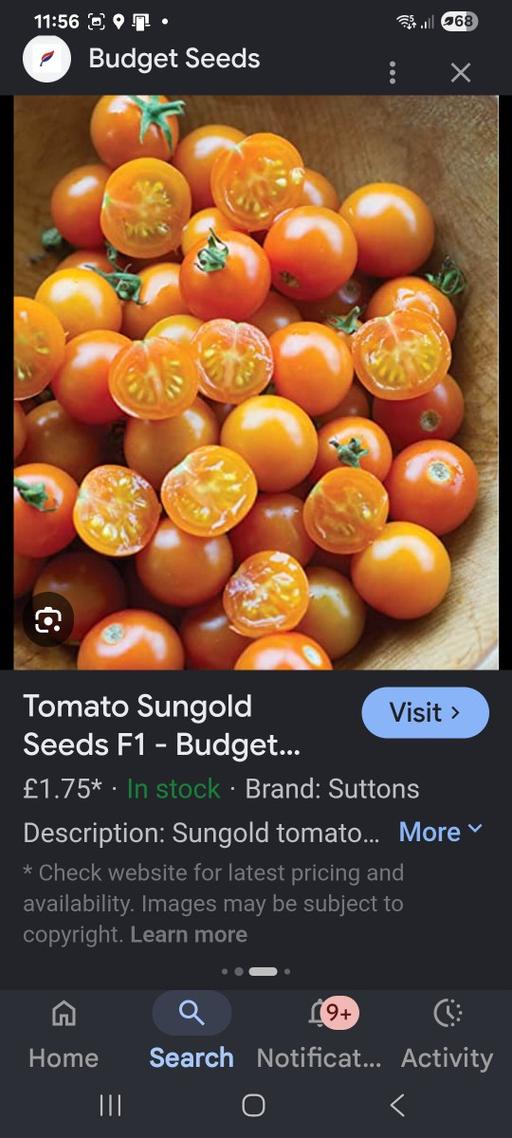  — tomato plants