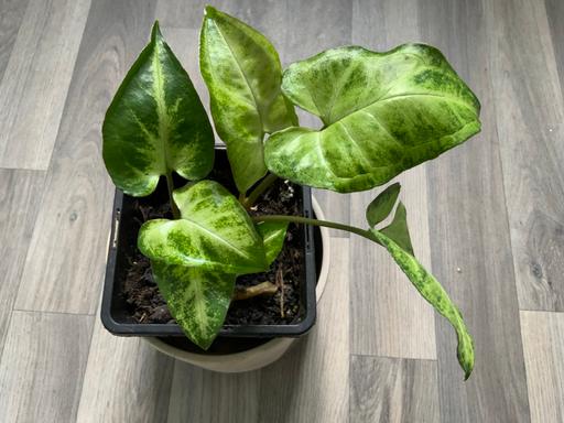  — Houseplant Syngonium
