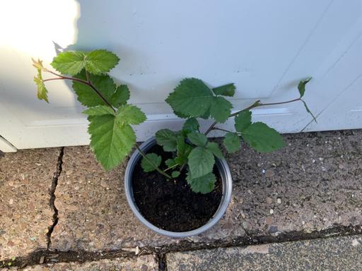  — Fruit Blackberry thornfree