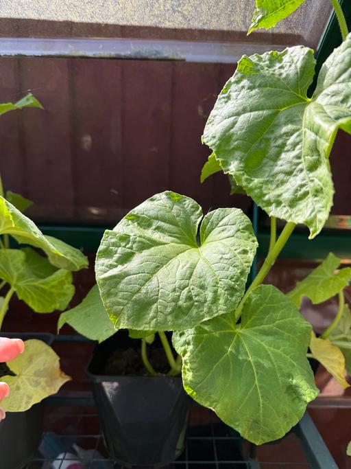  — Cucumber plant 🥒