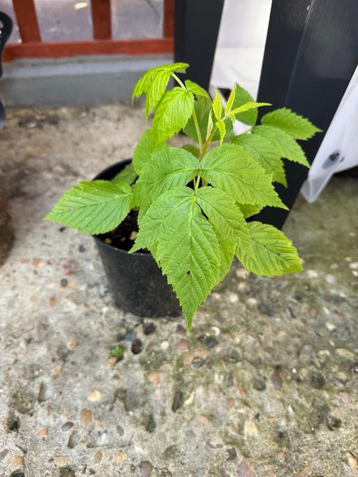  — Raspberry plant
