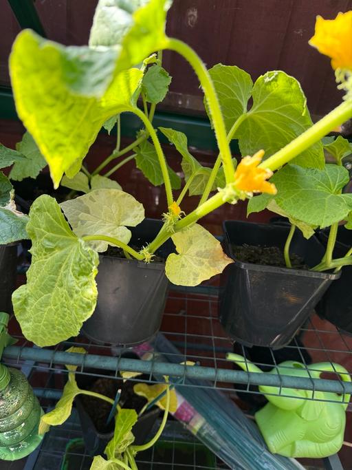  — Cucumber plant 🥒
