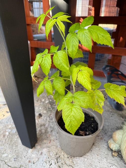  — Raspberry plant