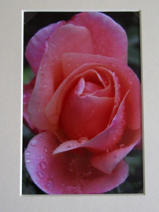  — Raindrop rose 4x6 mounted