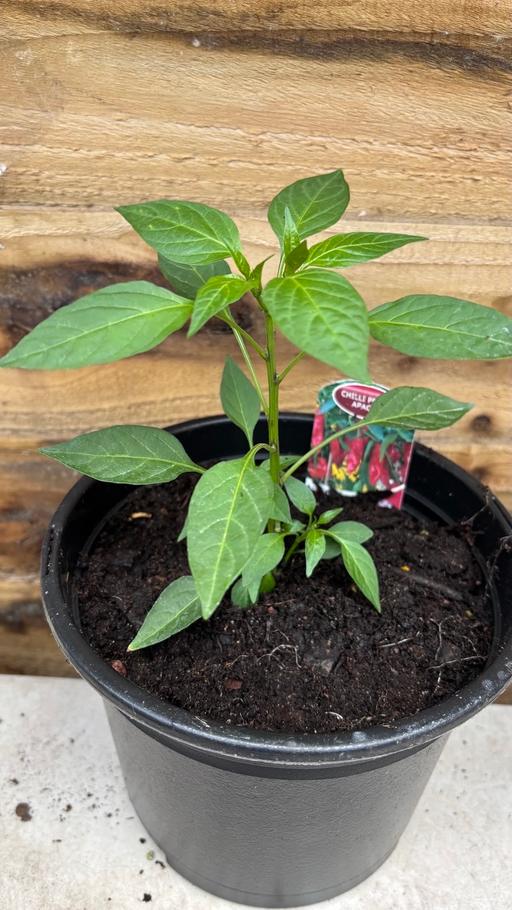  — Apaches hot chilli plant
