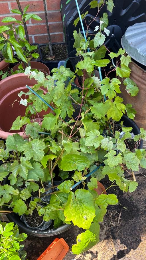  — Grapes plants