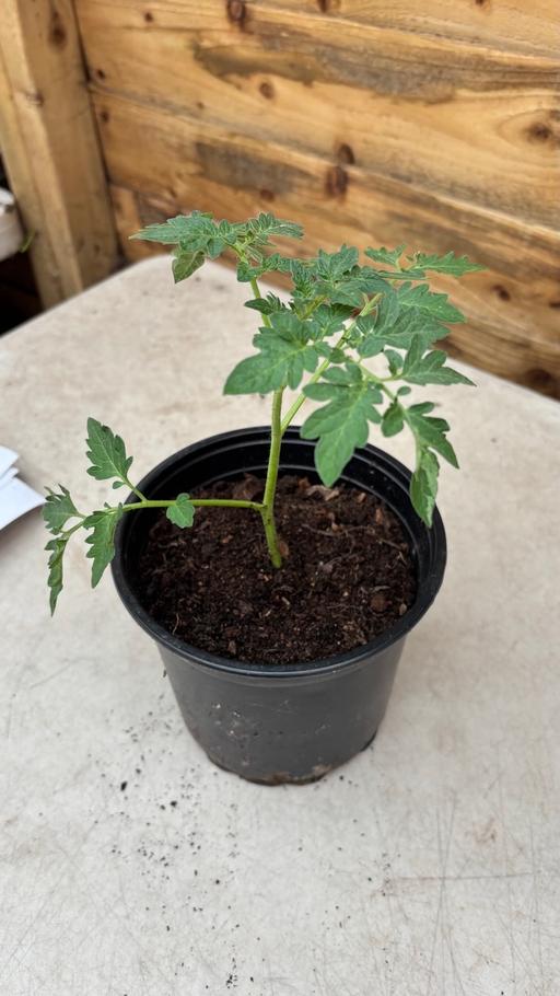  — Tomato plants