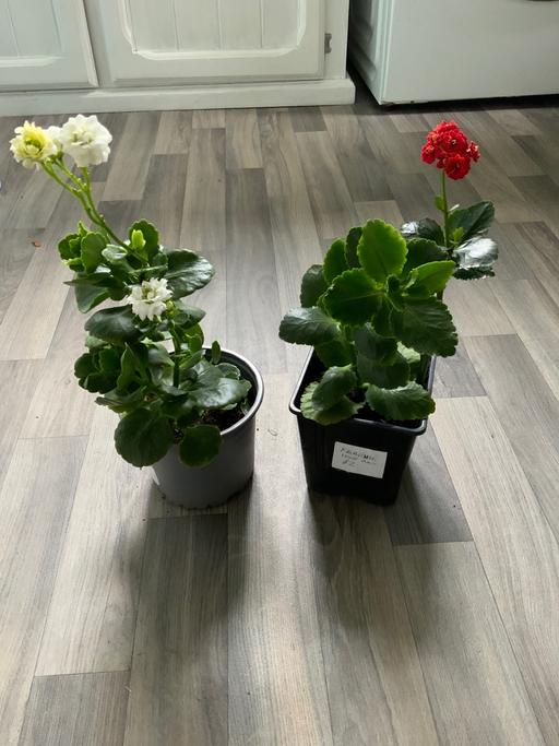  — Houseplants Kalanchoe