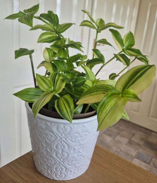  — Tradescantia Yellow Hill Trailing Plant