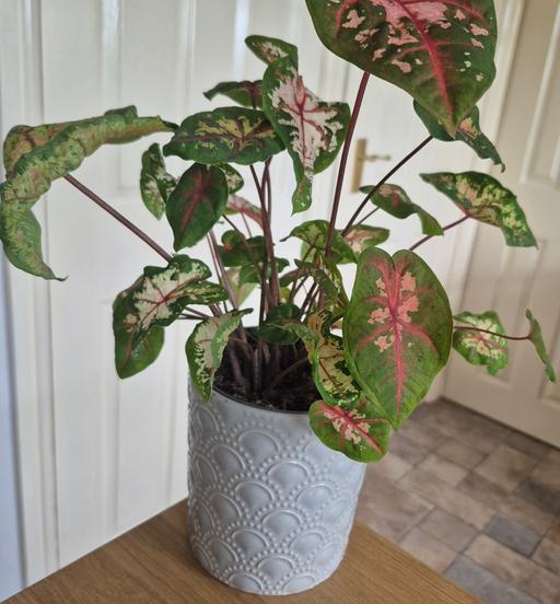  — Caladium 'Carolyn Whorton' Indoor Plant