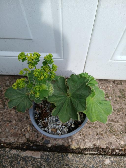  — Lady's Mantle
