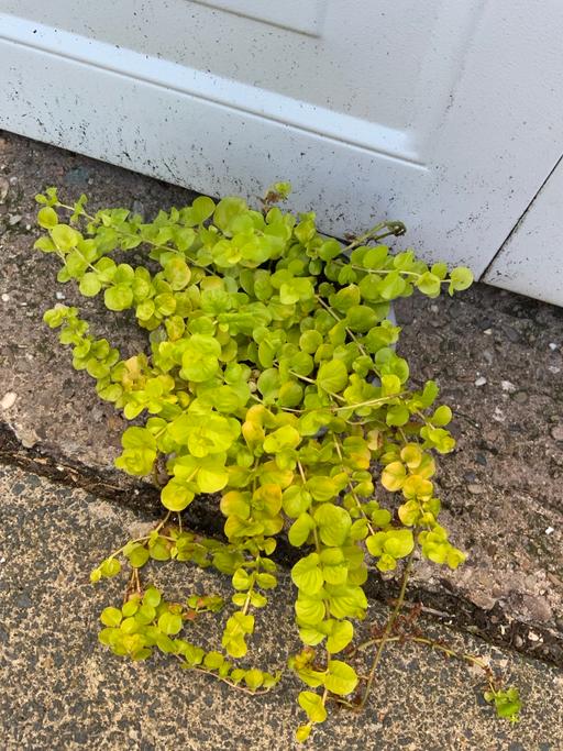  — Lysimachia Goldilocks